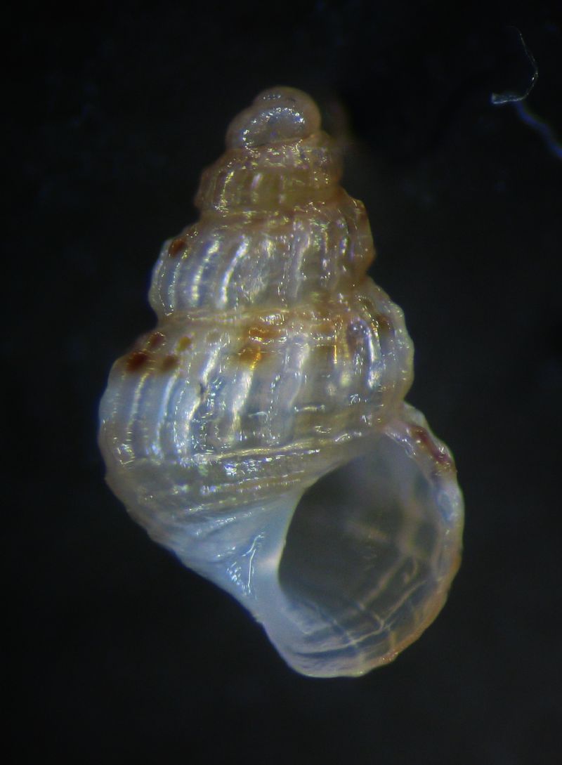 Alvania sculptilis?