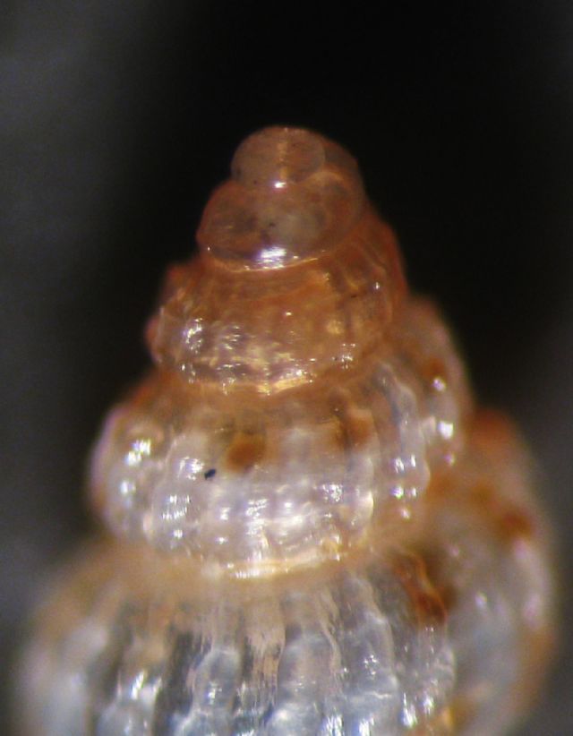 Alvania sculptilis?
