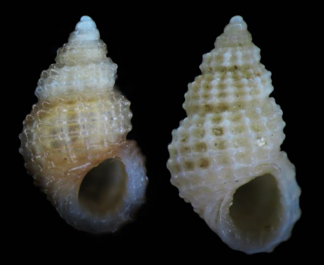 Alvania sp