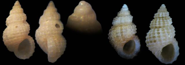 Alvania da determinare