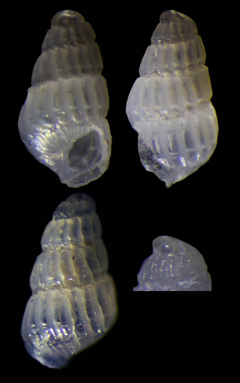 Parthenina angulosa juv.?