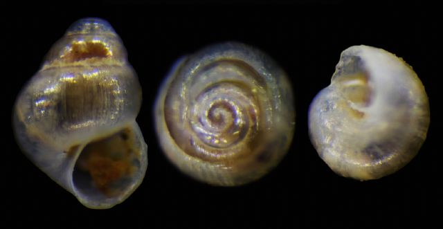 Obtusella?