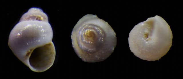 Obtusella?