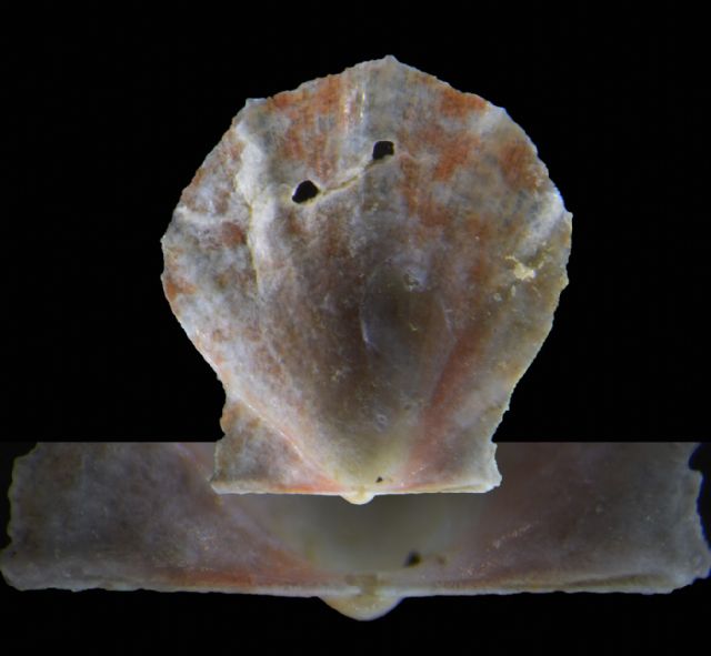 Bivalve Gorgona