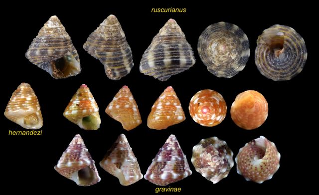 Jujubinus Striatus Natura Mediterraneo Forum Naturalistico