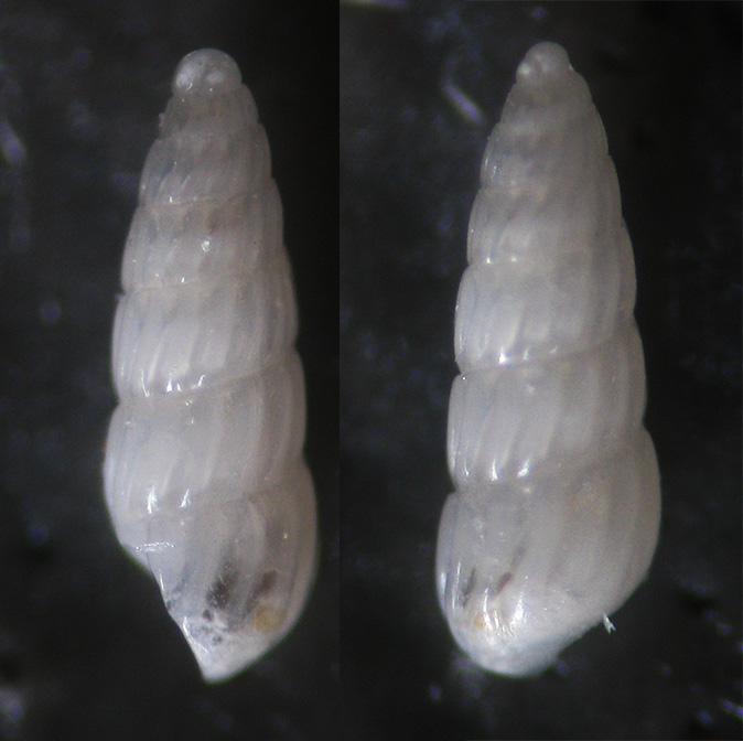 piccola turbonilla calabra