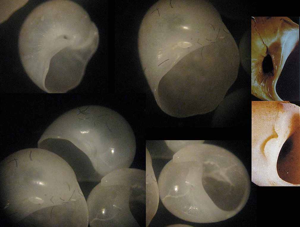 Cryptonatica operculata juv?