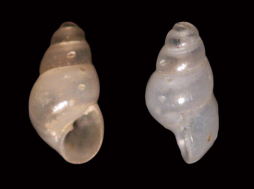 odostomia da determinare