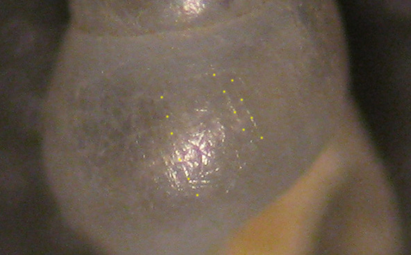 Odostomia carrozzai?