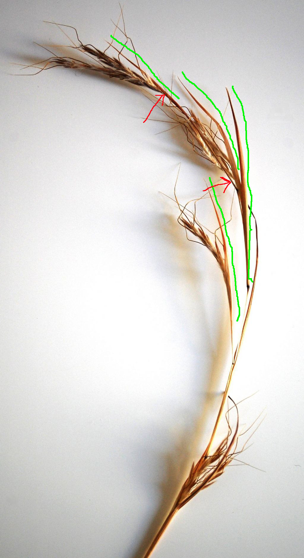 Hyparrhenia sinaica