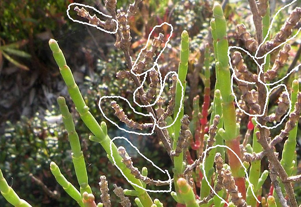 Da Porquerolles: Salicornia (in senso lato)