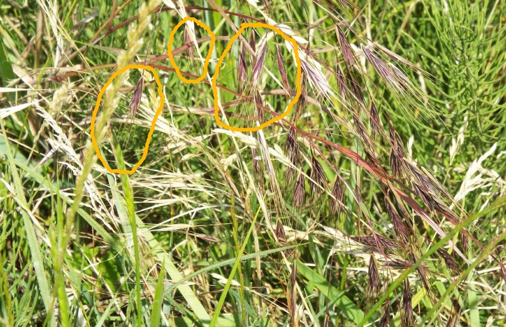 Poacea da identificare:   Anisantha sterilis  cfr. sterilis