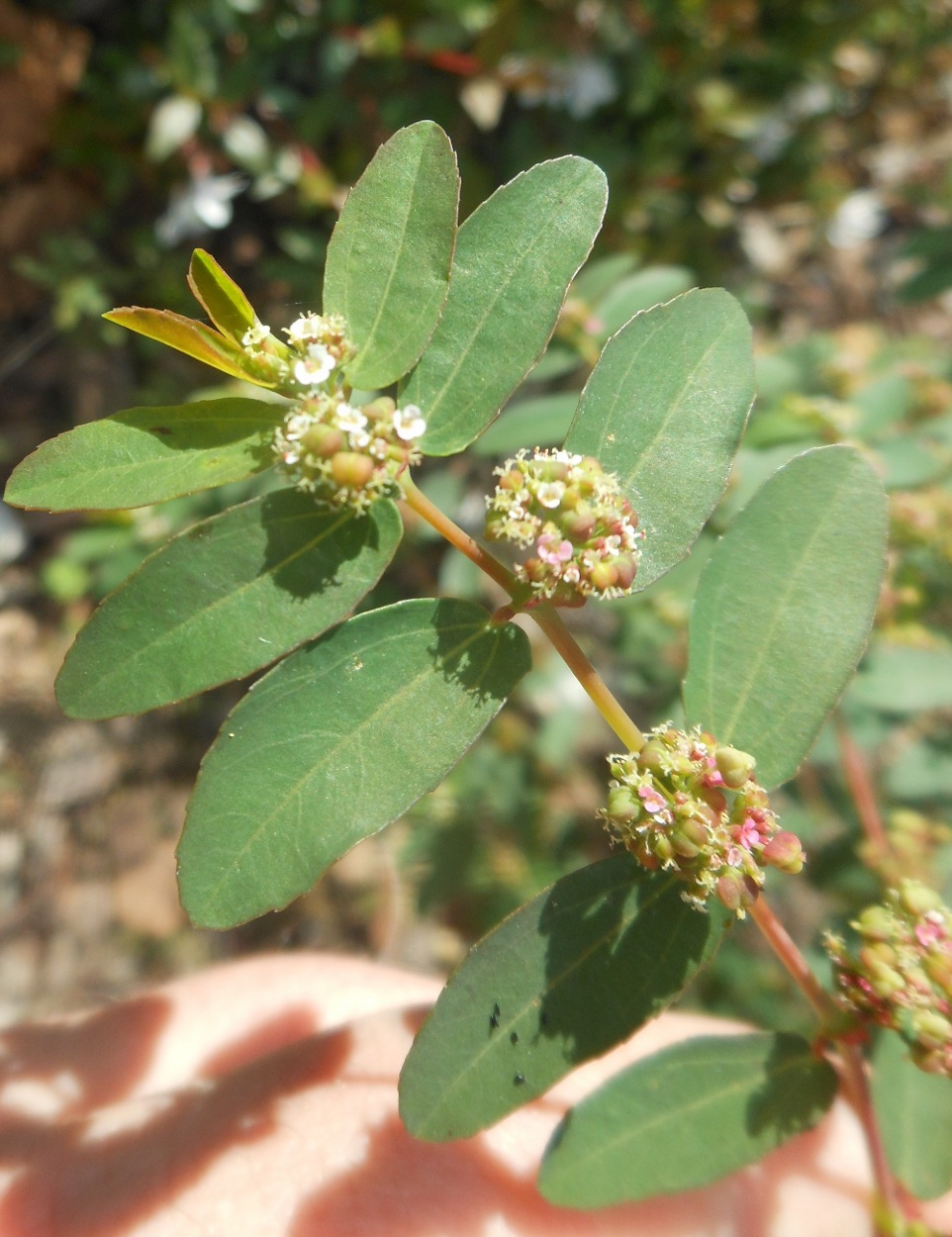 Euphorbia hypericifolia / Euforbia con foglie d''iperico