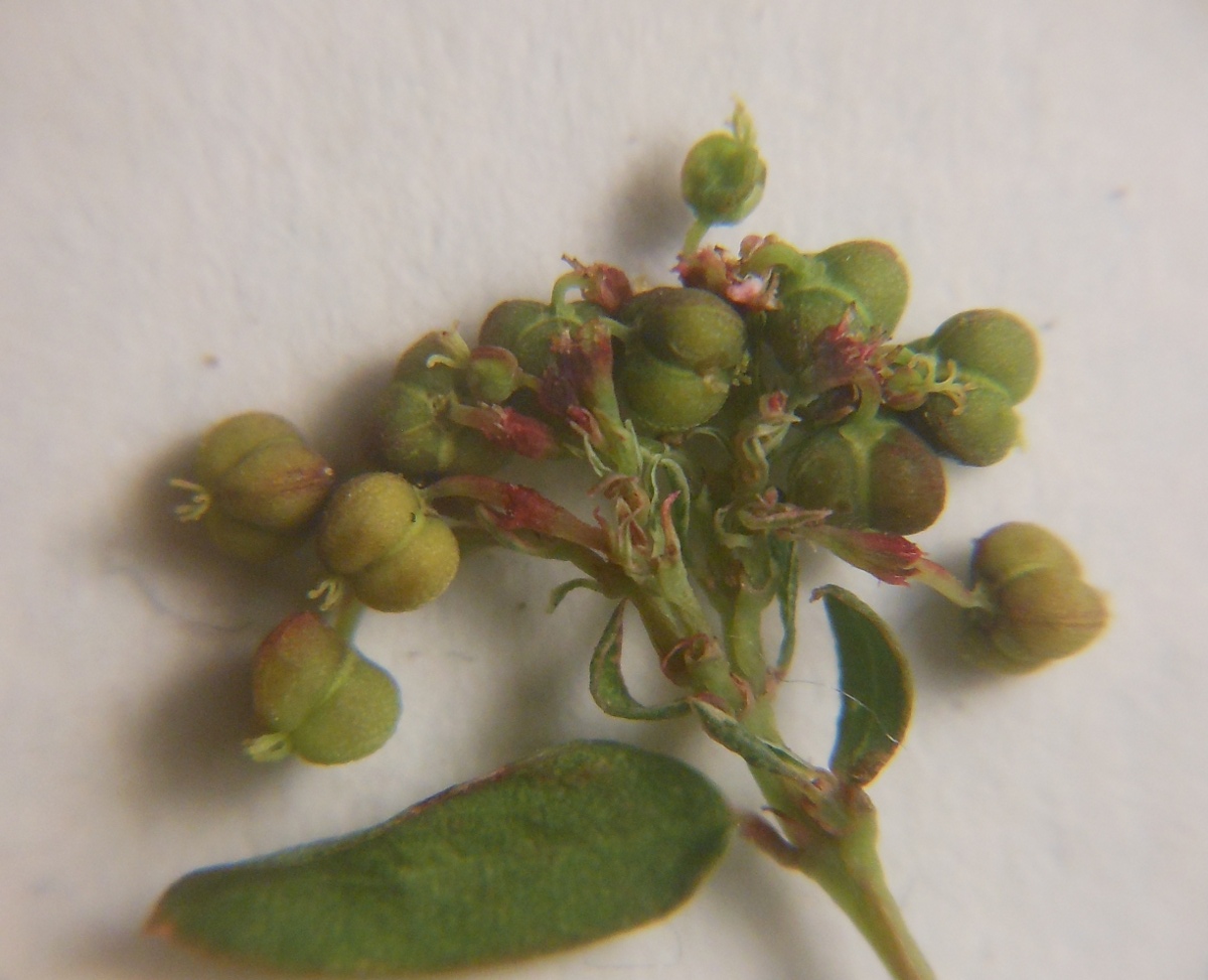 Euphorbia hypericifolia / Euforbia con foglie d''iperico