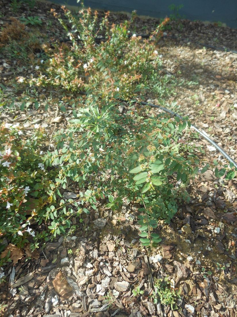 Euphorbia hypericifolia / Euforbia con foglie d''iperico