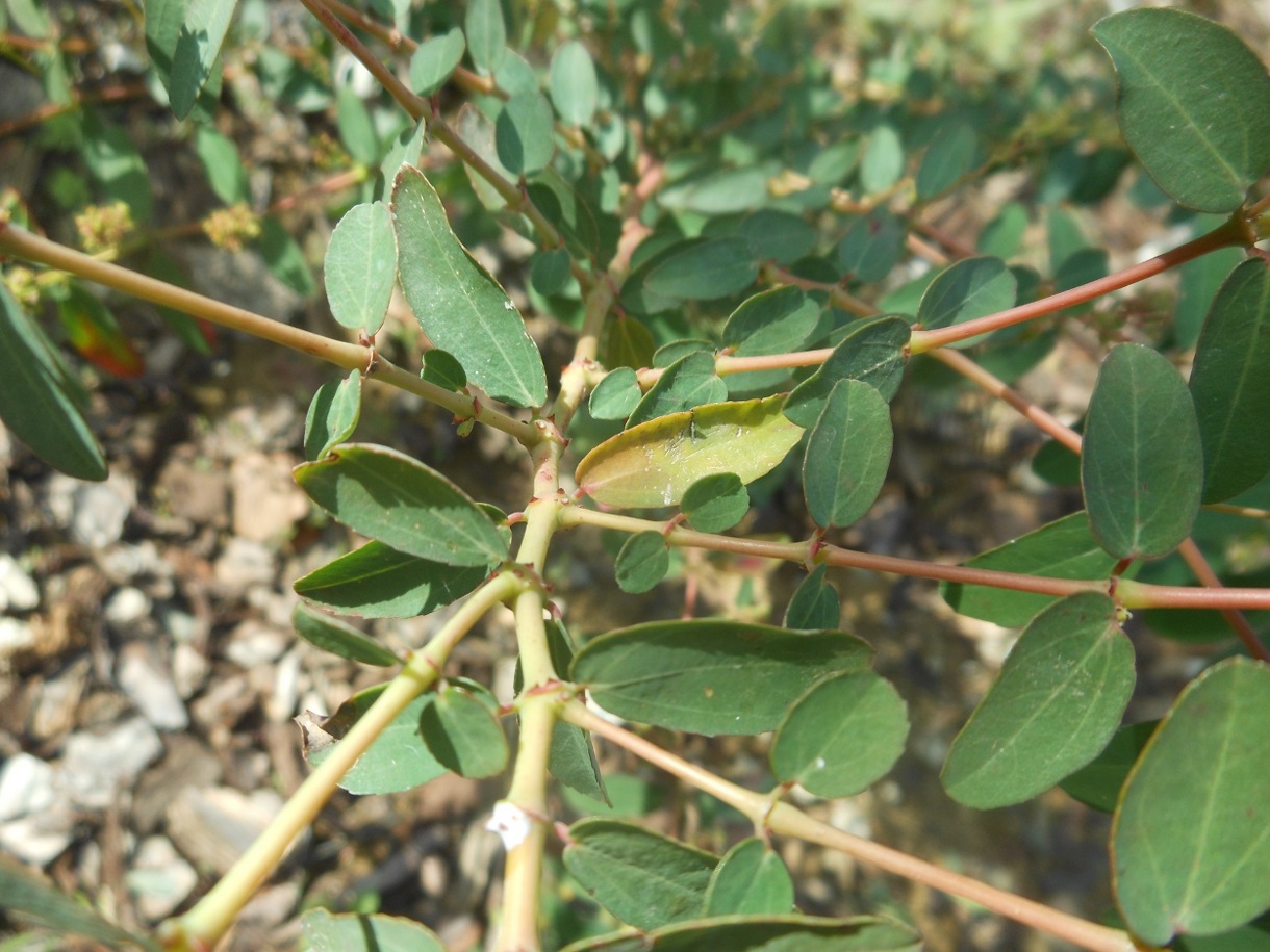 Euphorbia hypericifolia / Euforbia con foglie d''iperico