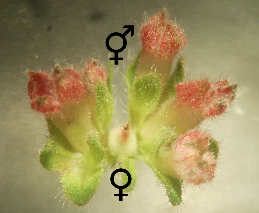 Parietaria judaica - Fiori femminili ♀ ed ermafroditi ⚥