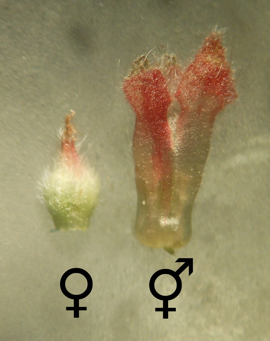 Parietaria judaica - Fiori femminili ♀ ed ermafroditi ⚥