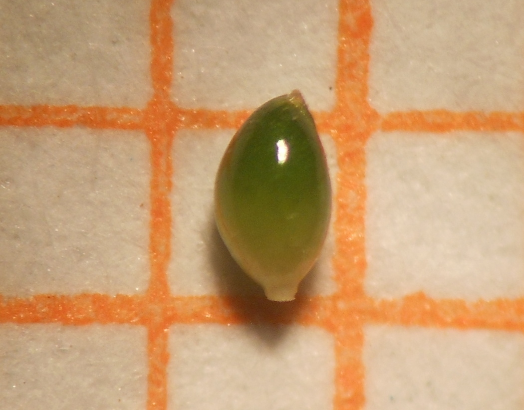 Parietaria judaica - Fiori femminili ♀ ed ermafroditi ⚥