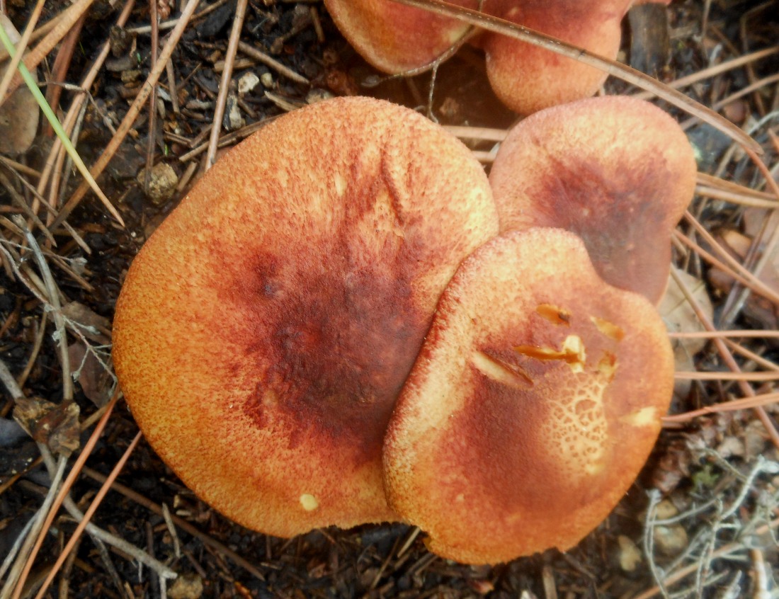 Tricholomopsis rutilans?