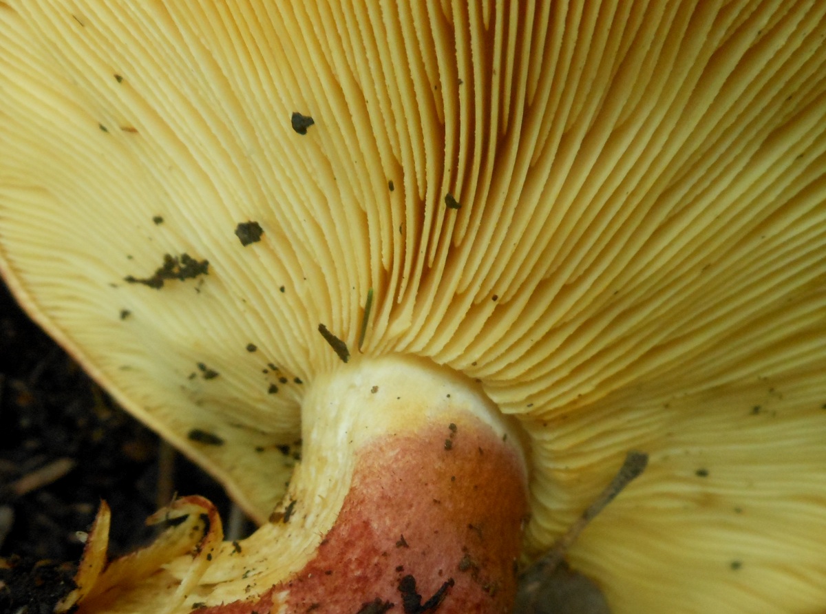Tricholomopsis rutilans?