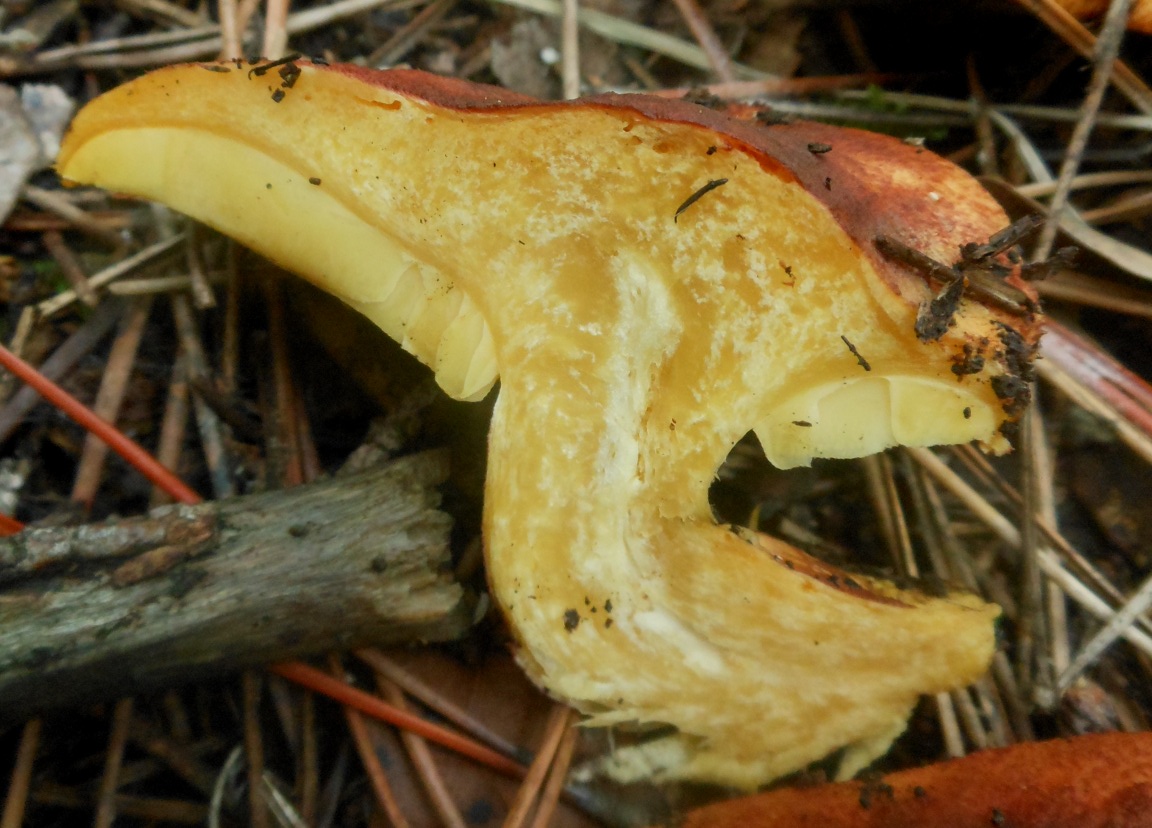 Tricholomopsis rutilans?