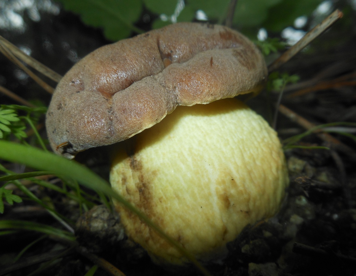 Leccinum lepidum?