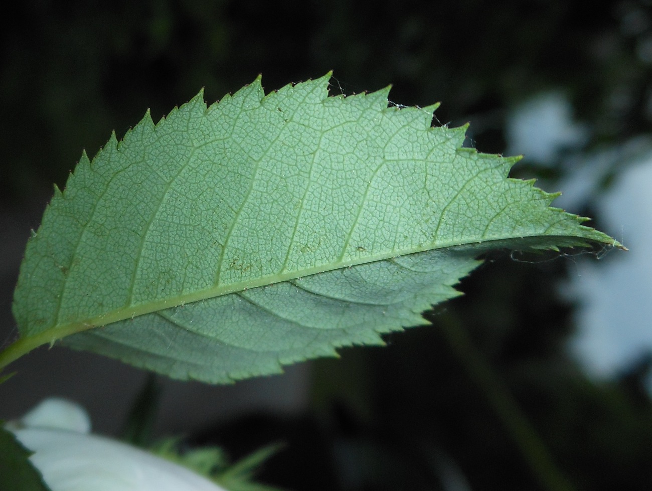 Rosa nitidula Besser
