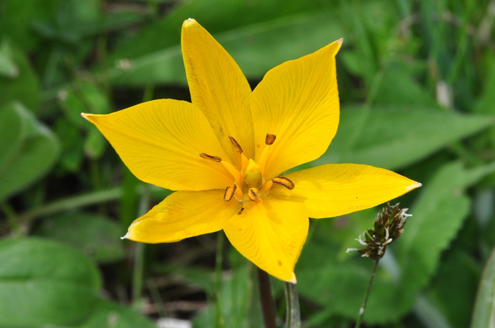 Tulipa sotto il Lesima - Tulipa australis