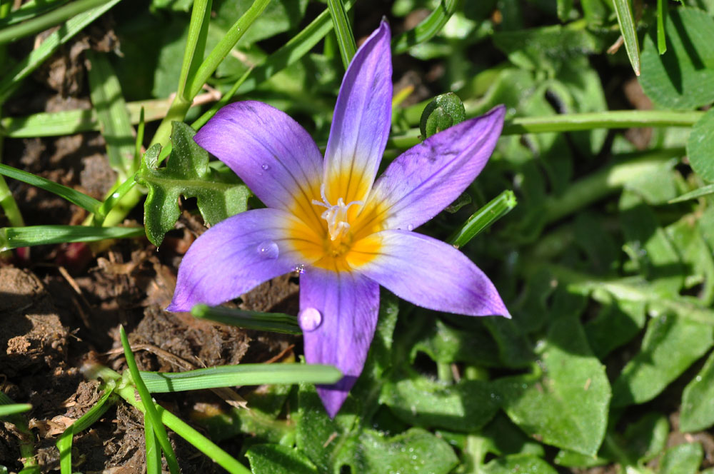 Romulea dalla Sicilia:  Romulea bulbocodium