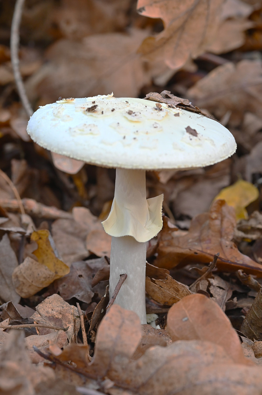 Amanita da determinare