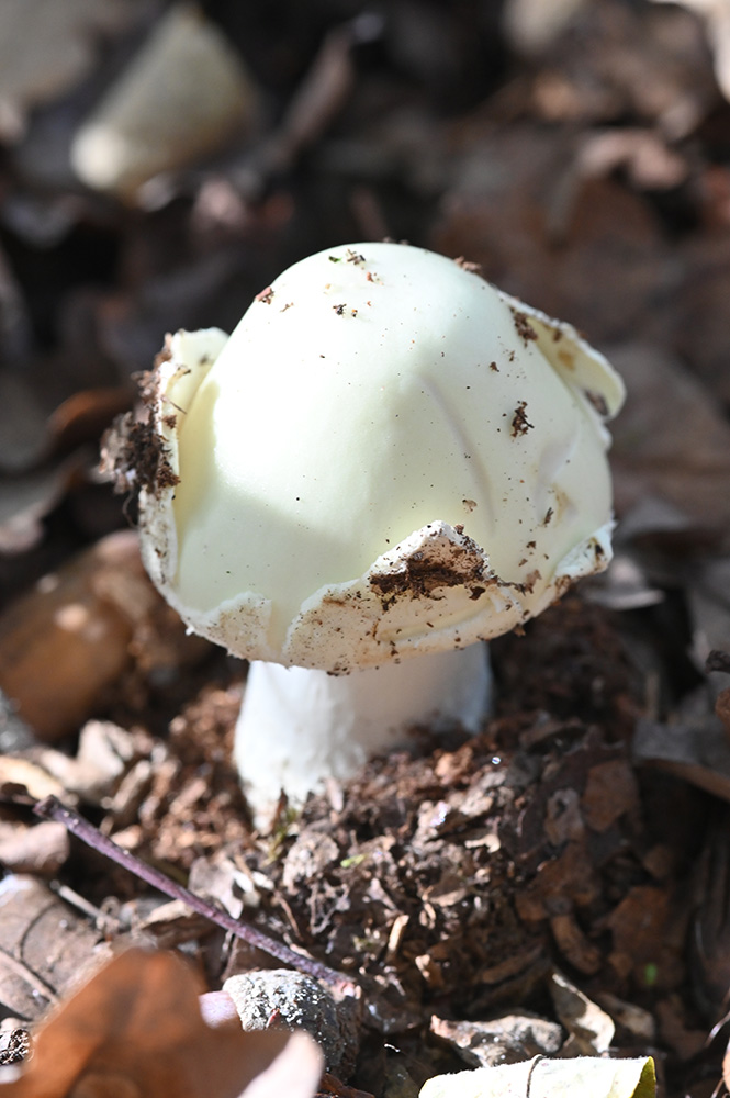 Amanita da determinare