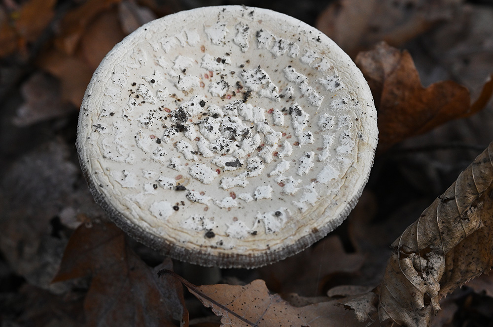 Amanita da determinare
