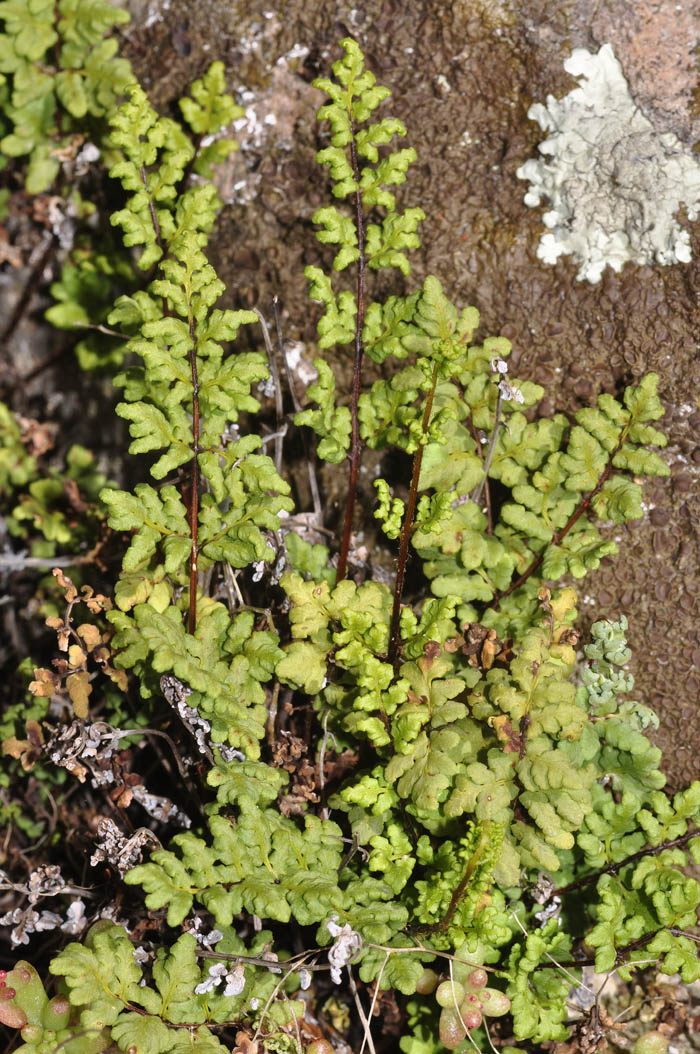 felce mediterranea da determinare - Cheilanthes sp.