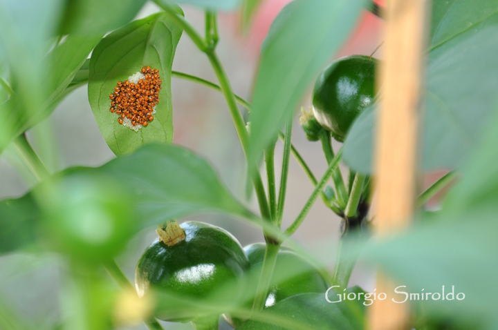Coccinelle o cosa?