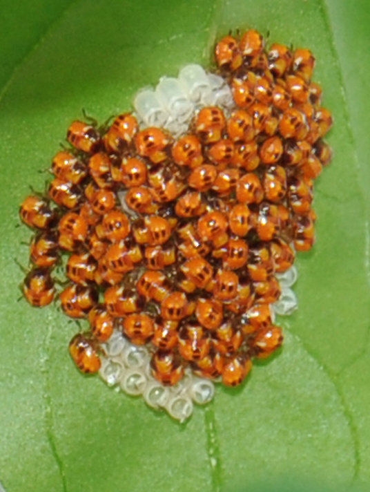 Coccinelle o cosa?