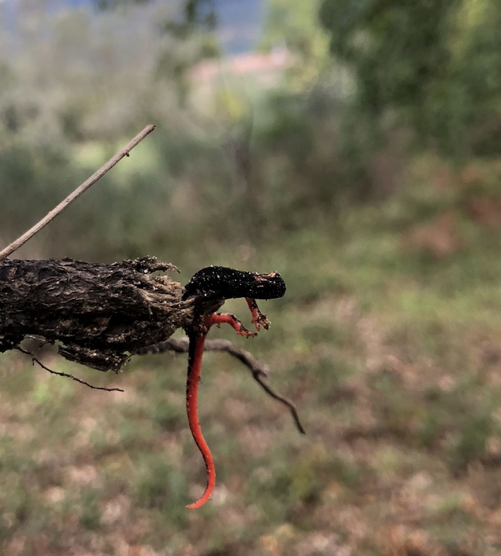 Salamandrina perspicillata / salamandrina dagli occhiali settentrionale