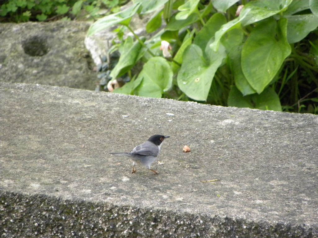 occhiocotto maschio