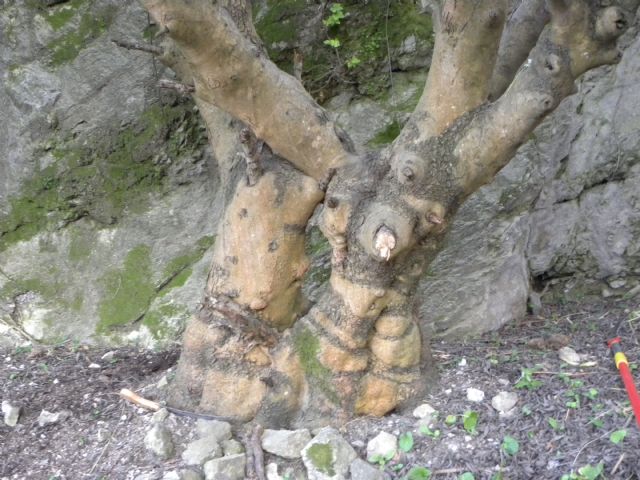Ceratonia siliqua