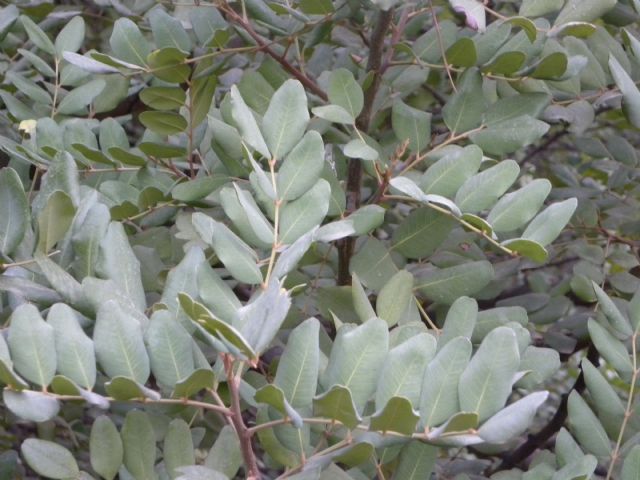 Ceratonia siliqua