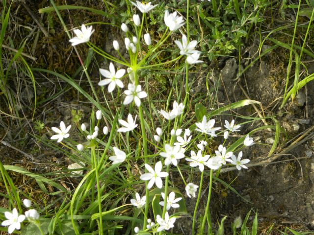 Allium subhirsutum / Aglio pelosetto