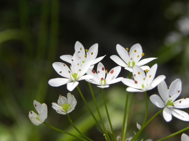 Allium subhirsutum / Aglio pelosetto