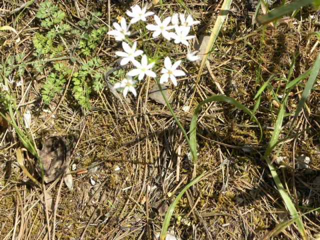 Allium subhirsutum / Aglio pelosetto
