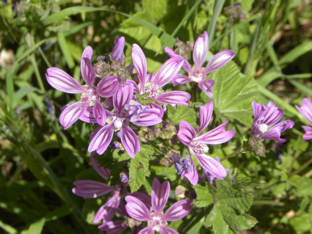 Malva sylvestris