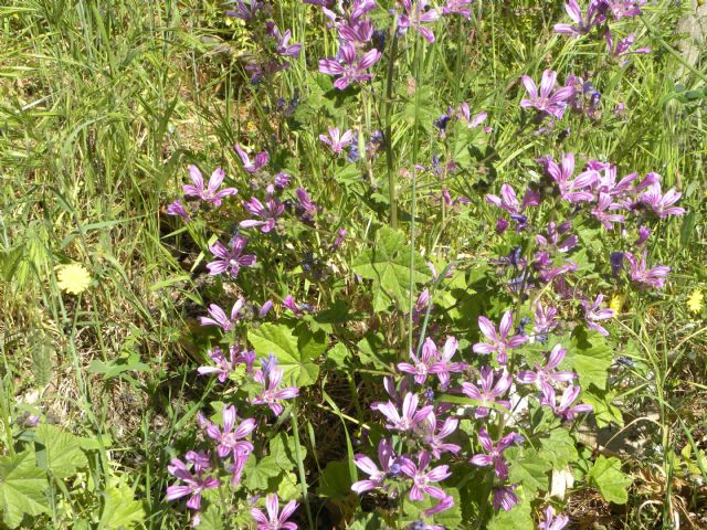 Malva sylvestris