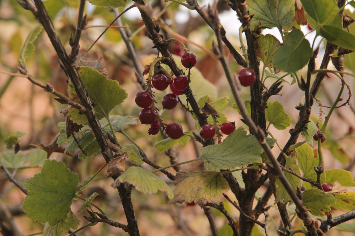 Ribes rubrum / Ribes rosso