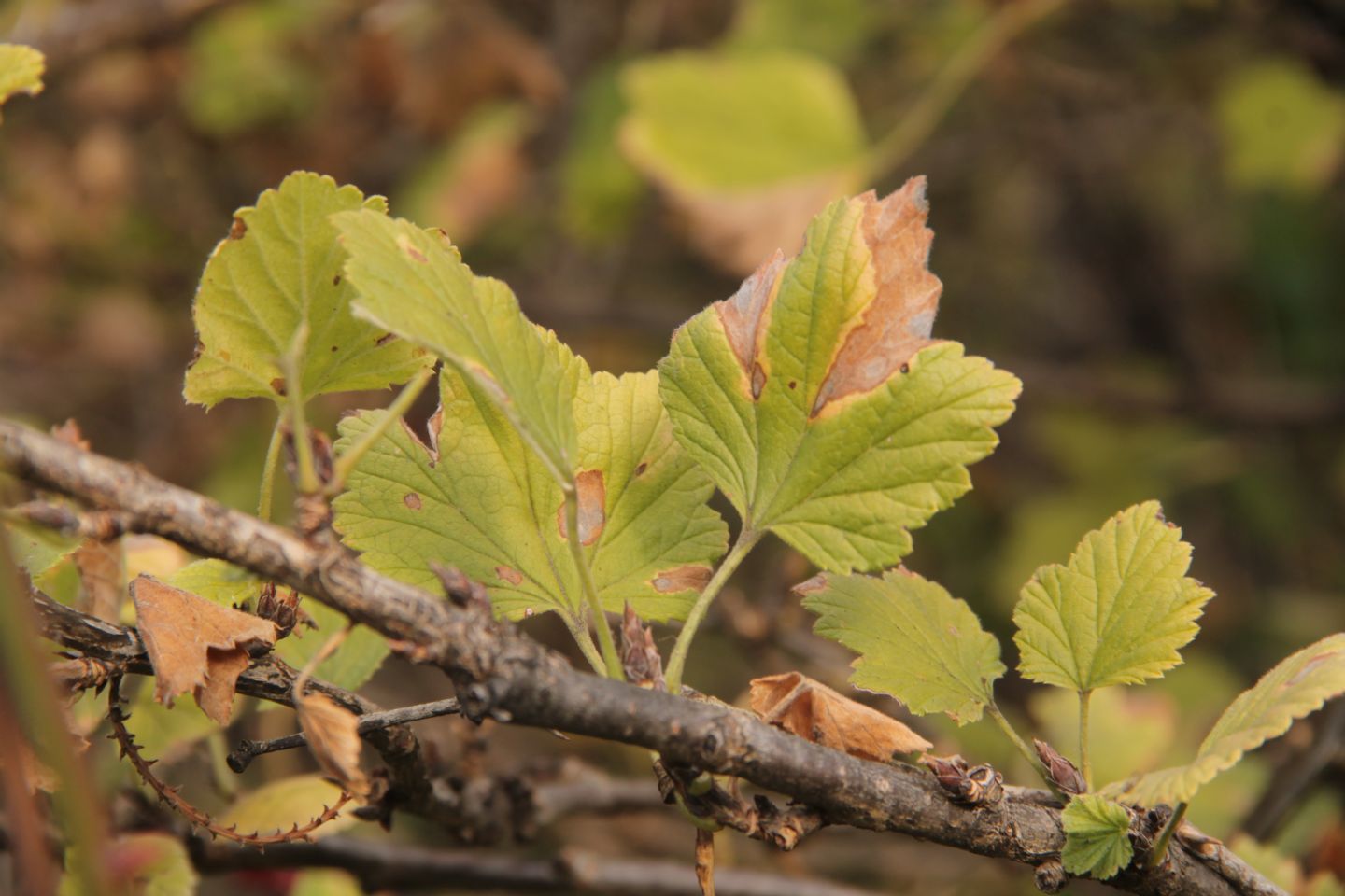 Ribes rubrum / Ribes rosso