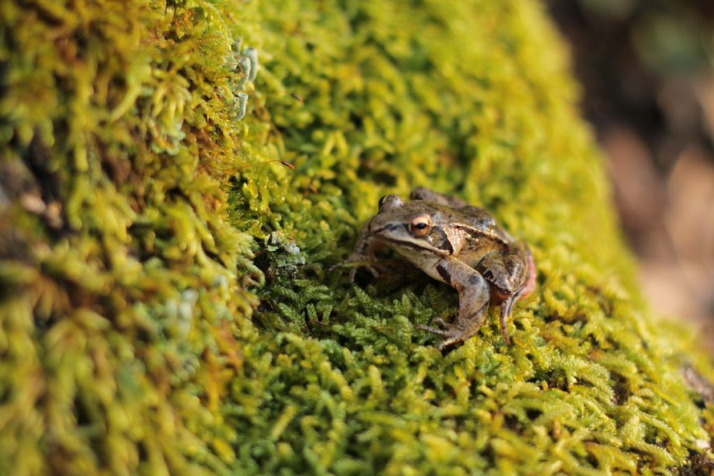 Rana Dalmatina (RM)