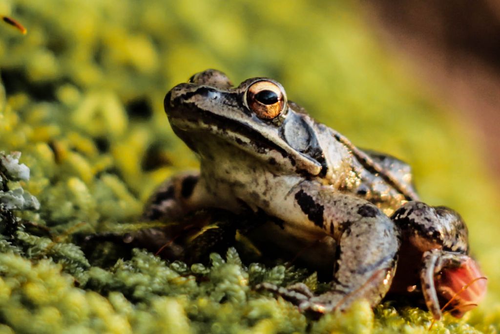Rana Dalmatina (RM)