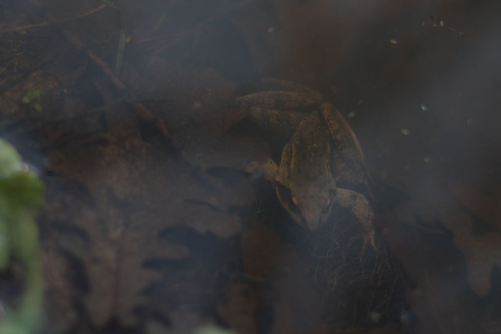 Rana Dalmatina (RM)